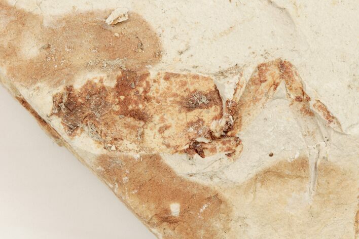 Partial, Miocene Pea Crab (Pinnixa) Fossil - California #205079